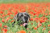 CANE CORSO 005